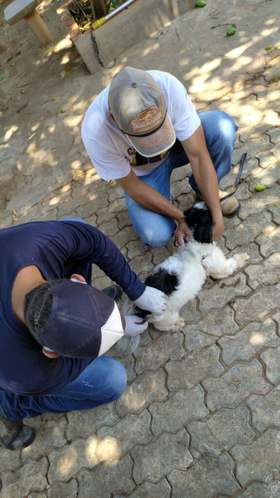 Dia D contra raiva vacina 1,1 mil animais em Bonito