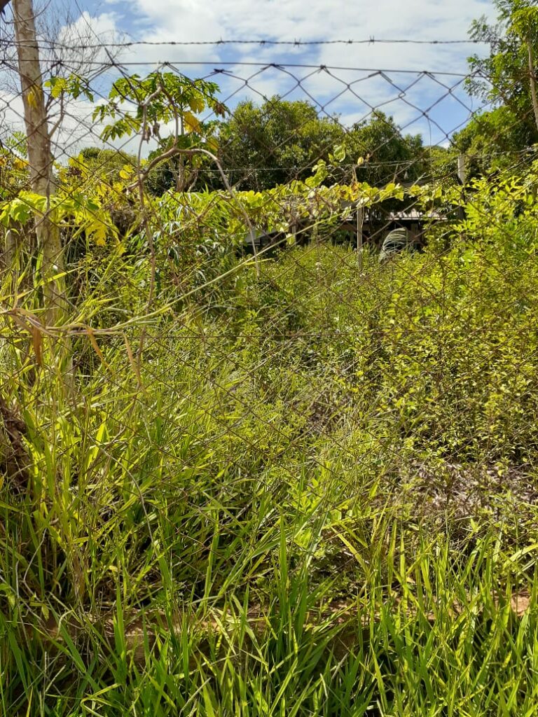 Secretaria de Obras intensifica trabalho de limpeza e patrolamento no município