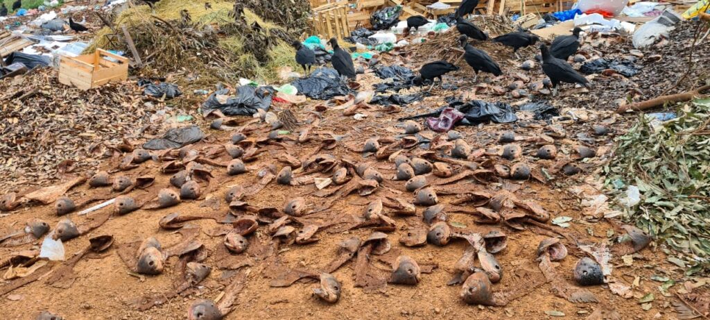 Prefeito Josmail Rodrigues visita Aterro Controlado mais conhecido como “Lixão” para identificar ponto para construção de guarita e instalação de cercas no local Prefeito Josmail Rodrigues visita Aterro Controlado mais conhecido como “Lixão” para identificar ponto para construção de guarita e instalação de cercas no local