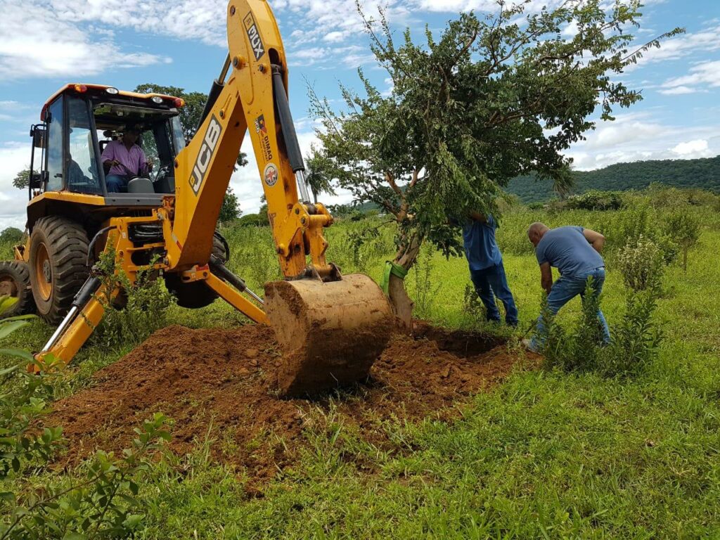 Prefeitura busca alternativa para Supressão de Árvores