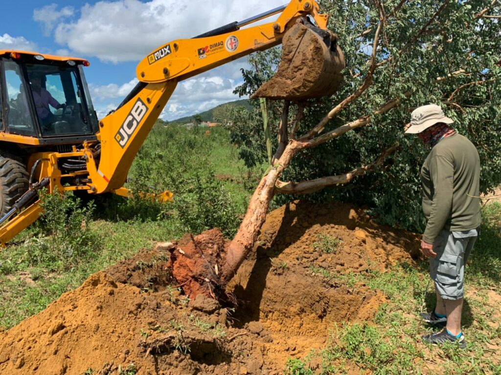 Prefeitura busca alternativa para Supressão de Árvores