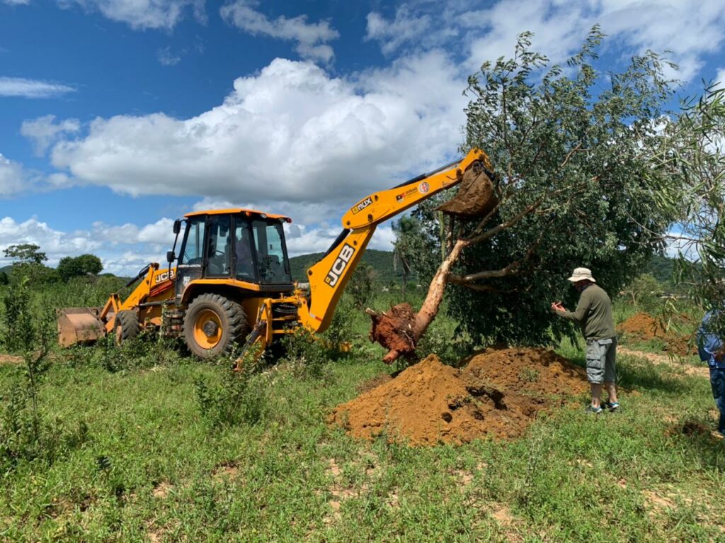 Prefeitura busca alternativa para Supressão de Árvores