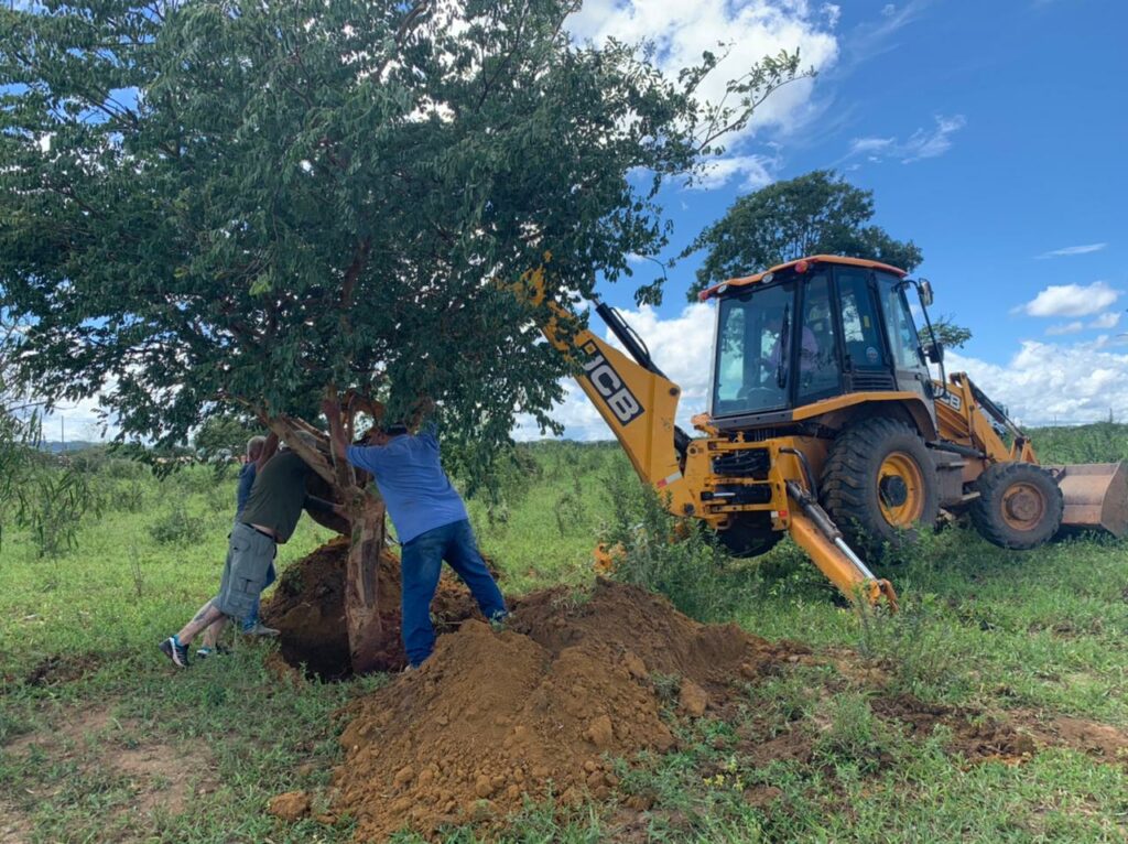 Prefeitura busca alternativa para Supressão de Árvores