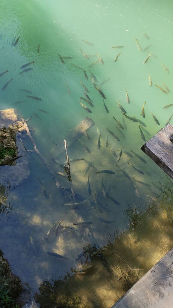 SEMA emite nota de esclarecimento sobre turbidez da água do Rio Formoso