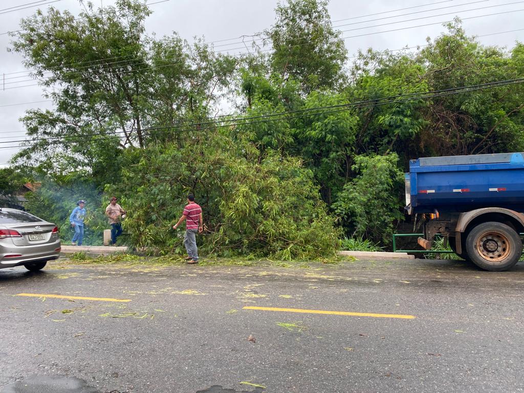 Chuva forte derruba árvores em Bonito durante a madrugada