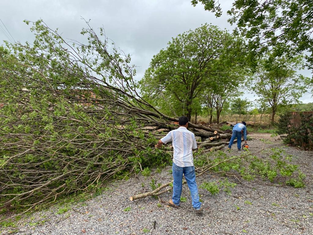 Chuva forte derruba árvores em Bonito durante a madrugada