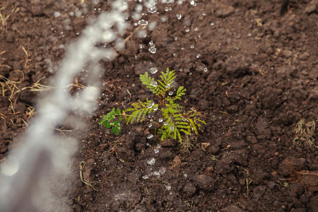 Em parceria com a Sema, coletivo 'Mil pelo Planeta', fortalece ações de reflorestamento
