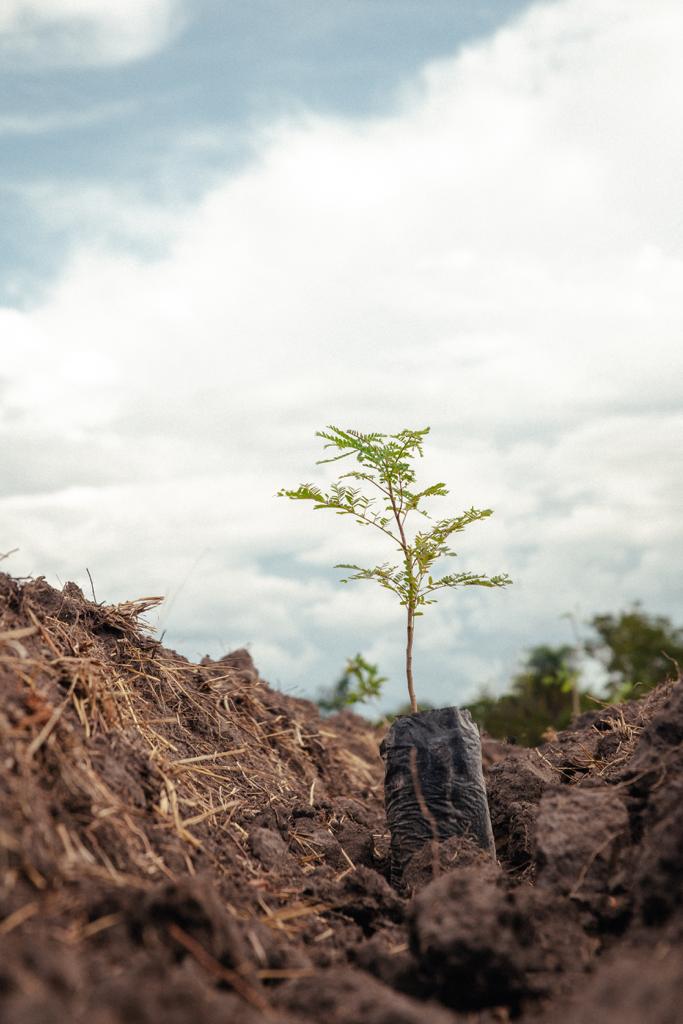 Em parceria com a Sema, coletivo 'Mil pelo Planeta', fortalece ações de reflorestamento