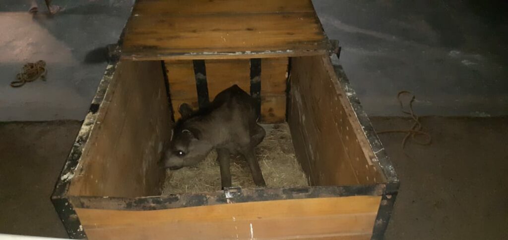 Após morte de anta por armadilha, SEMA pede para que moradores denunciem