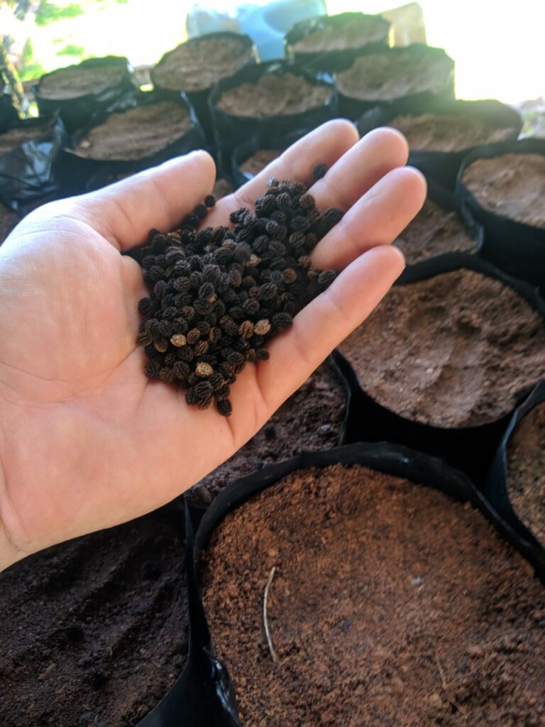 Sema recebe doação de sementes de mamão para reprodução de mudas