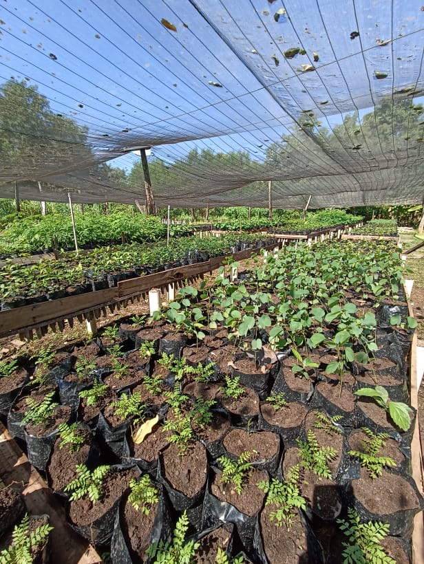 Sema recebe doação de sementes de mamão para reprodução de mudas