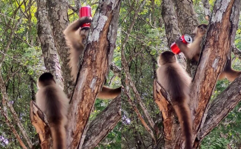 SEMA alerta que alimentação de Fauna é Crime Ambiental