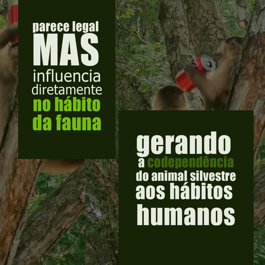 Em Dia Nacional de Defesa da Fauna, Sema alerta para riscos em alimentar animais silvestres Em Dia Nacional de Defesa da Fauna, Sema alerta para riscos em alimentar animais silvestres