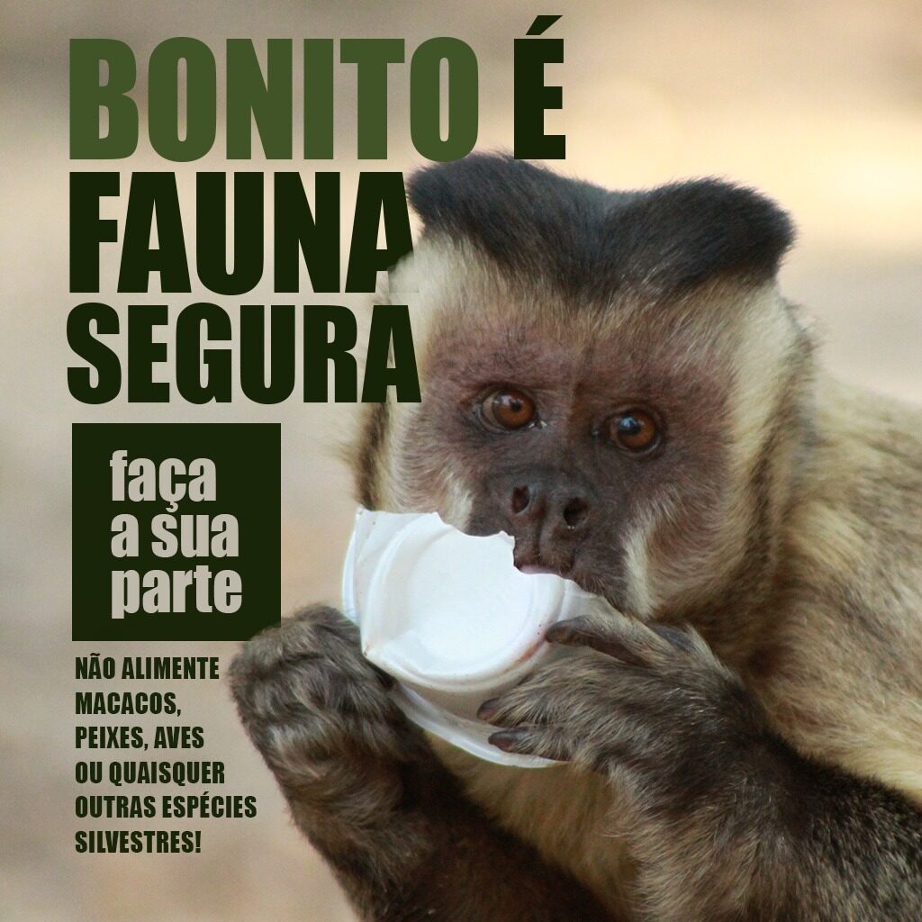 Em Dia Nacional de Defesa da Fauna, Sema alerta para riscos em alimentar animais silvestres Em Dia Nacional de Defesa da Fauna, Sema alerta para riscos em alimentar animais silvestres