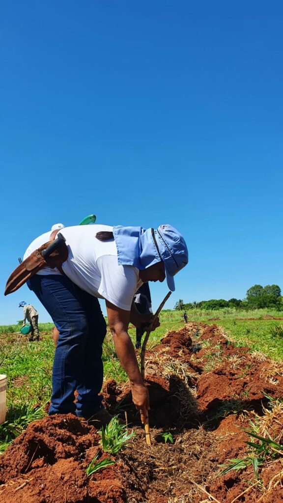 Sema participa de ação de reflorestamento com plantio de 500 mudas de Cumbaru