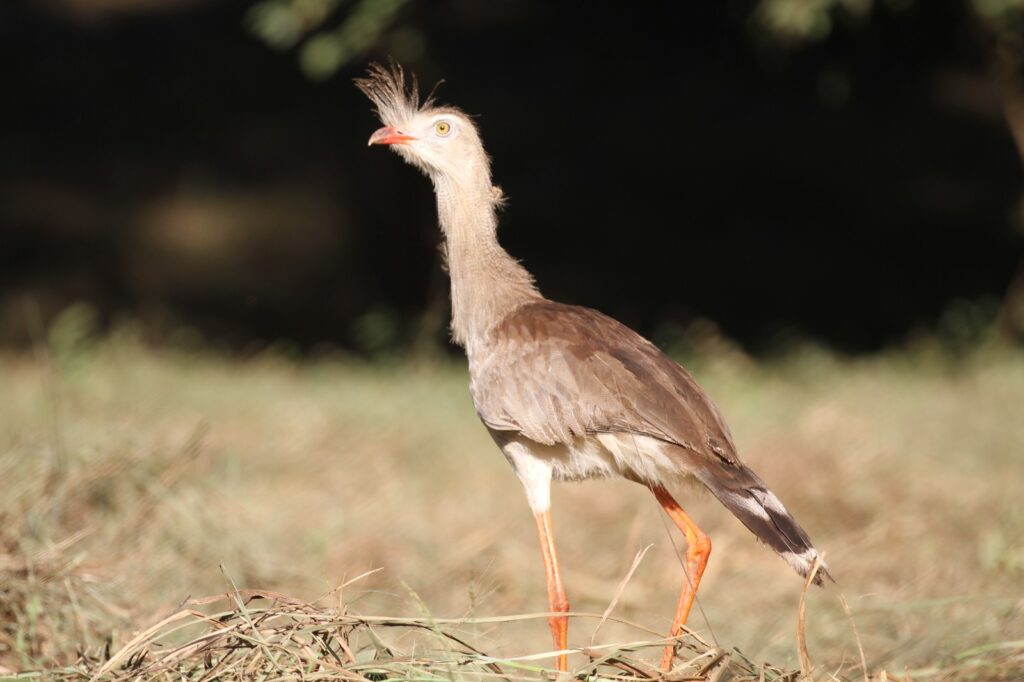 Juventude do Águas do Miranda participa de curso de observação de aves e cria clube de observadores