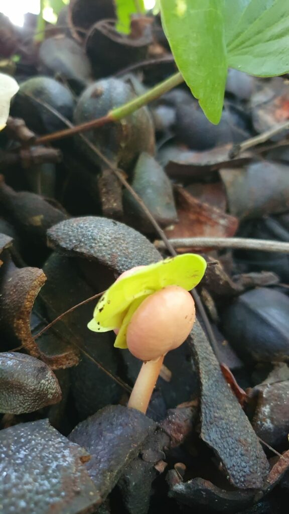 Bonito recebe sementes do Instituto Pantanal Sul e do grupo Florestas Brasil para ações de reflorestamento Bonito recebe sementes do Instituto Pantanal Sul e do grupo Florestas Brasil para ações de reflorestamento