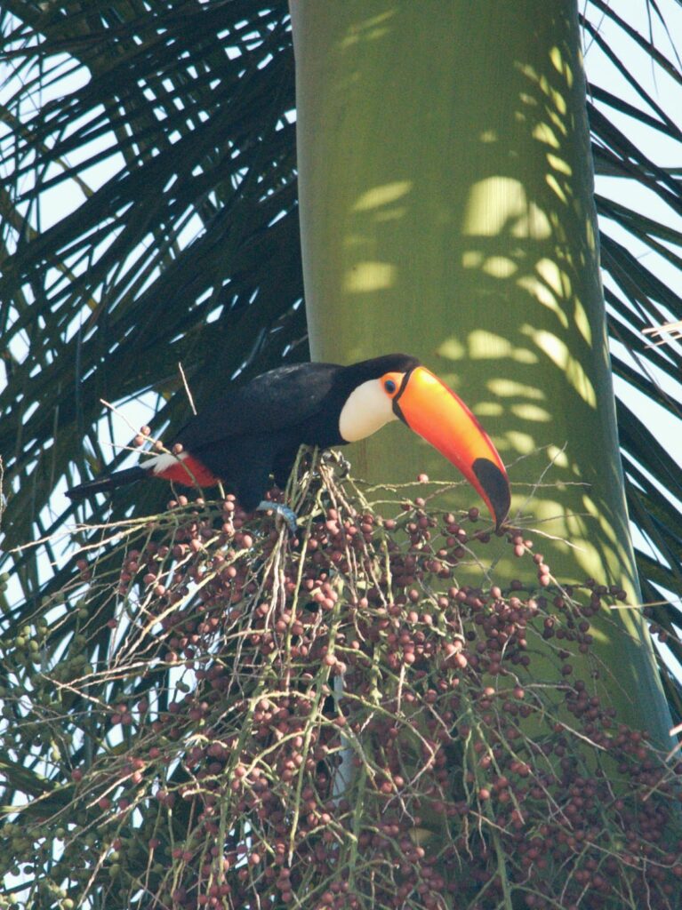 Curso em Técnicas de Observação e Identificação de Aves conta com 22 participantes em Bonito Curso em Técnicas de Observação e Identificação de Aves conta com 22 participantes em Bonito