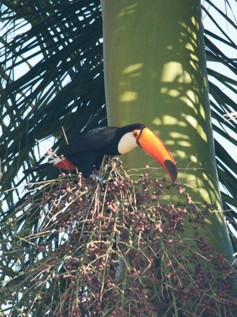 Curso em Técnicas de Observação e Identificação de Aves conta com 22 participantes em Bonito