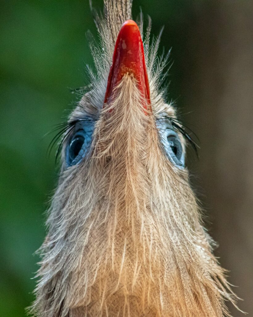Curso em Técnicas de Observação e Identificação de Aves conta com 22 participantes em Bonito Curso em Técnicas de Observação e Identificação de Aves conta com 22 participantes em Bonito