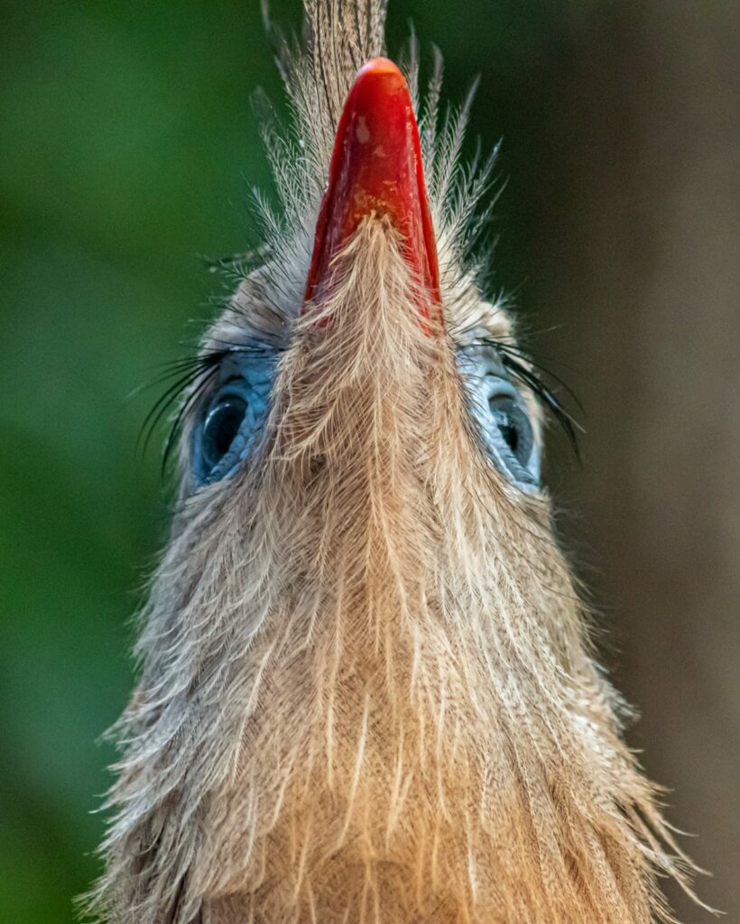 Curso em Técnicas de Observação e Identificação de Aves conta com 22 participantes em Bonito