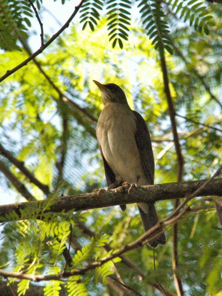 Curso em Técnicas de Observação e Identificação de Aves conta com 22 participantes em Bonito