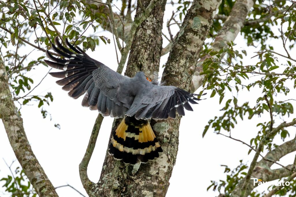 Curso em Técnicas de Observação e Identificação de Aves conta com 22 participantes em Bonito