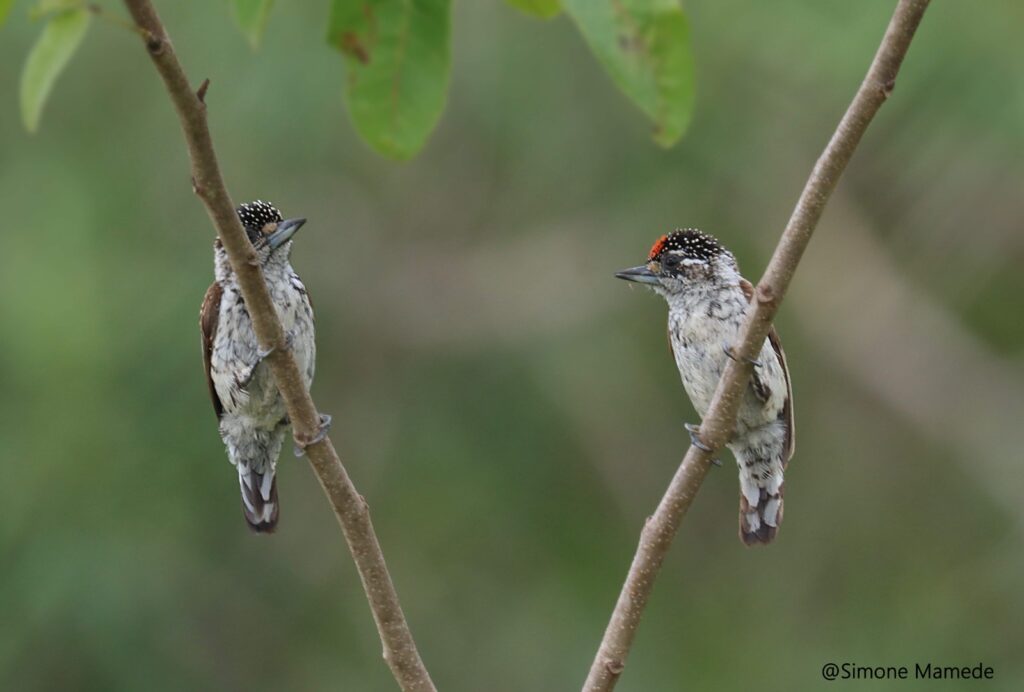 Sectur oferece curso introdutório de bioacústica e sonorização de aves para o turismo Sectur oferece curso introdutório de bioacústica e sonorização de aves para o turismo