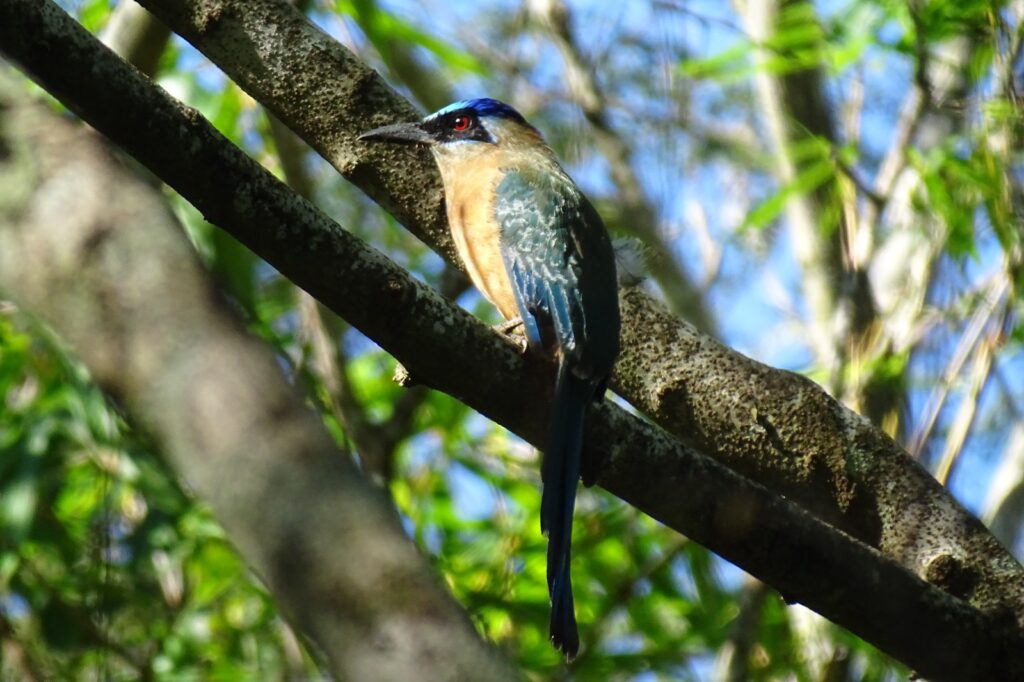 SEMA promove observação de aves como atividade de Educação Ambiental para alunos das escolas rurais