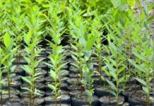 Retrospectiva 2025 – Meio Ambiente: avanços na gestão e conservação