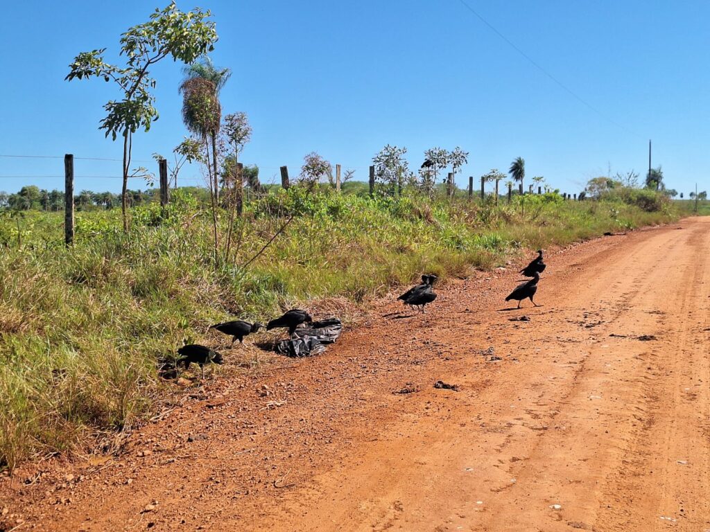 Prefeitura reforça fiscalização contra descarte irregular de lixo e restos de animais na Estrada do Quati Prefeitura reforça fiscalização contra descarte irregular de lixo e restos de animais na Estrada do Quati