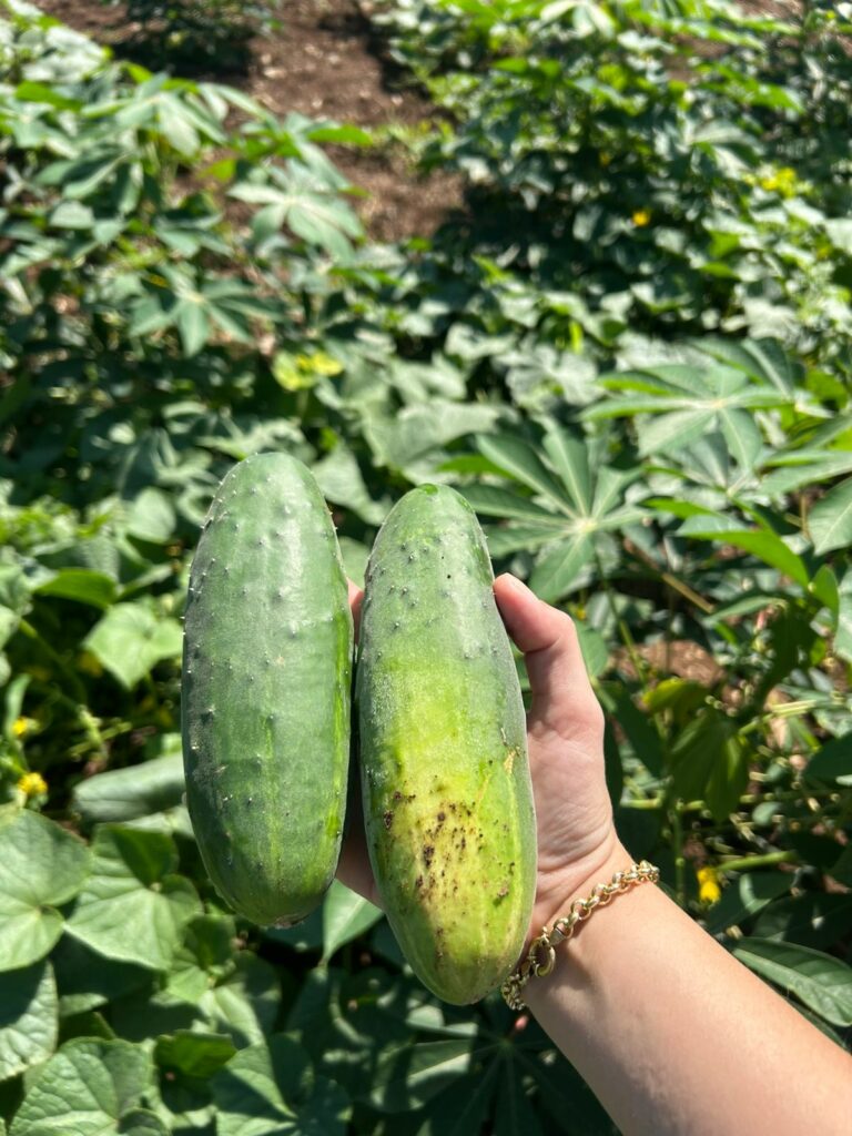 Horta modelo, assistência técnica e maquinário: SEPRODES reforça apoio ao produtor Horta modelo, assistência técnica e maquinário: SEPRODES reforça apoio ao produtor