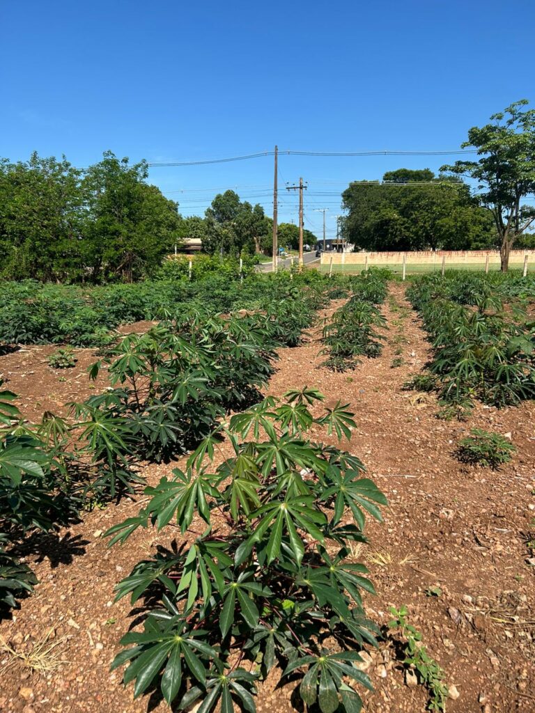 Horta modelo, assistência técnica e maquinário: SEPRODES reforça apoio ao produtor Horta modelo, assistência técnica e maquinário: SEPRODES reforça apoio ao produtor