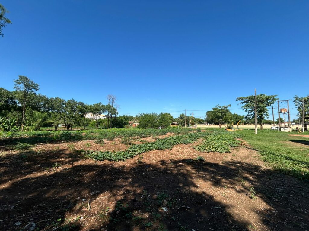 Horta modelo, assistência técnica e maquinário: SEPRODES reforça apoio ao produtor Horta modelo, assistência técnica e maquinário: SEPRODES reforça apoio ao produtor