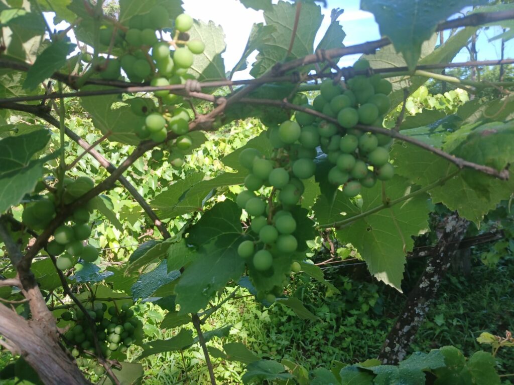 Horta modelo, assistência técnica e maquinário: SEPRODES reforça apoio ao produtor Horta modelo, assistência técnica e maquinário: SEPRODES reforça apoio ao produtor