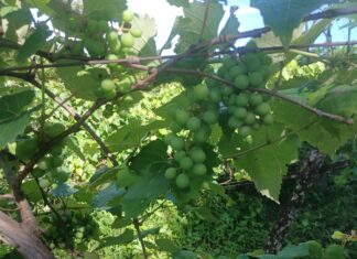 Horta modelo, assistência técnica e maquinário: SEPRODES reforça apoio ao produtor Gestão na Mídia