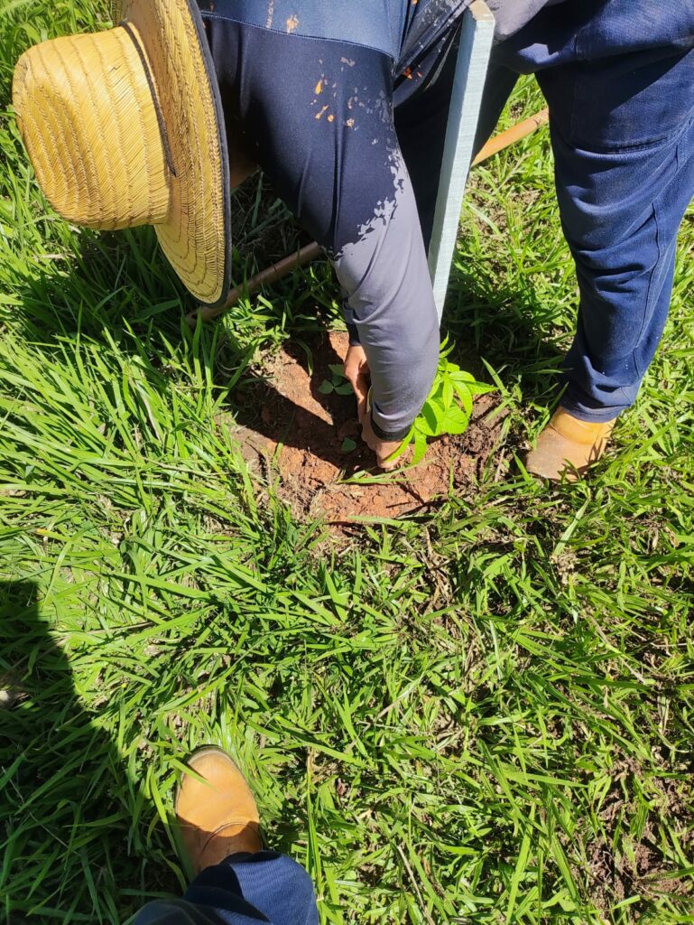 Prefeitura de Bonito realiza replantio de árvores vandalizadas no acesso ao Balneário Municipal