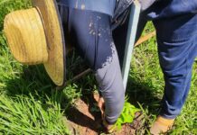 Prefeitura de Bonito realiza replantio de árvores vandalizadas no acesso ao Balneário Municipal