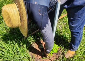 Prefeitura de Bonito realiza replantio de árvores vandalizadas no acesso ao Balneário Municipal Secretaria de Meio Ambiente