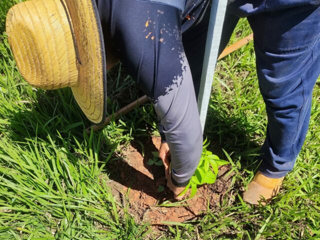 Prefeitura de Bonito realiza replantio de árvores vandalizadas no acesso ao Balneário Municipal