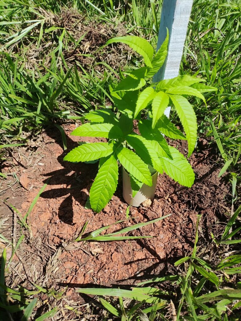 Prefeitura de Bonito realiza replantio de árvores vandalizadas no acesso ao Balneário Municipal