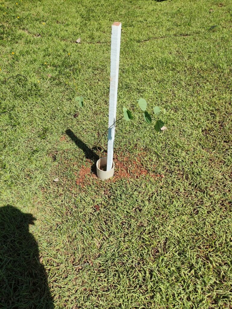 Prefeitura de Bonito realiza replantio de árvores vandalizadas no acesso ao Balneário Municipal