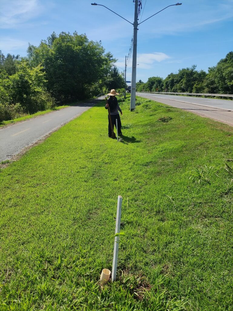 Prefeitura de Bonito realiza replantio de árvores vandalizadas no acesso ao Balneário Municipal
