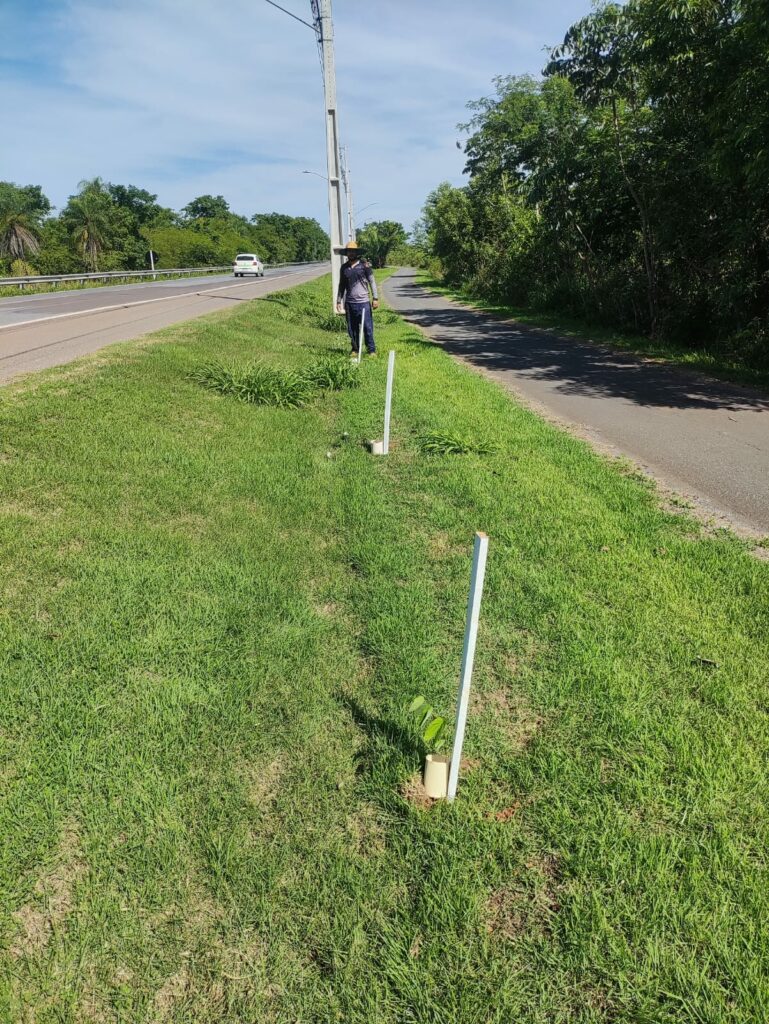 Prefeitura de Bonito realiza replantio de árvores vandalizadas no acesso ao Balneário Municipal
