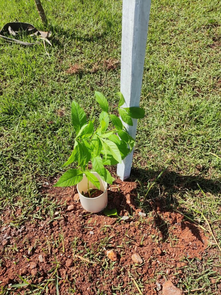 Prefeitura de Bonito realiza replantio de árvores vandalizadas no acesso ao Balneário Municipal