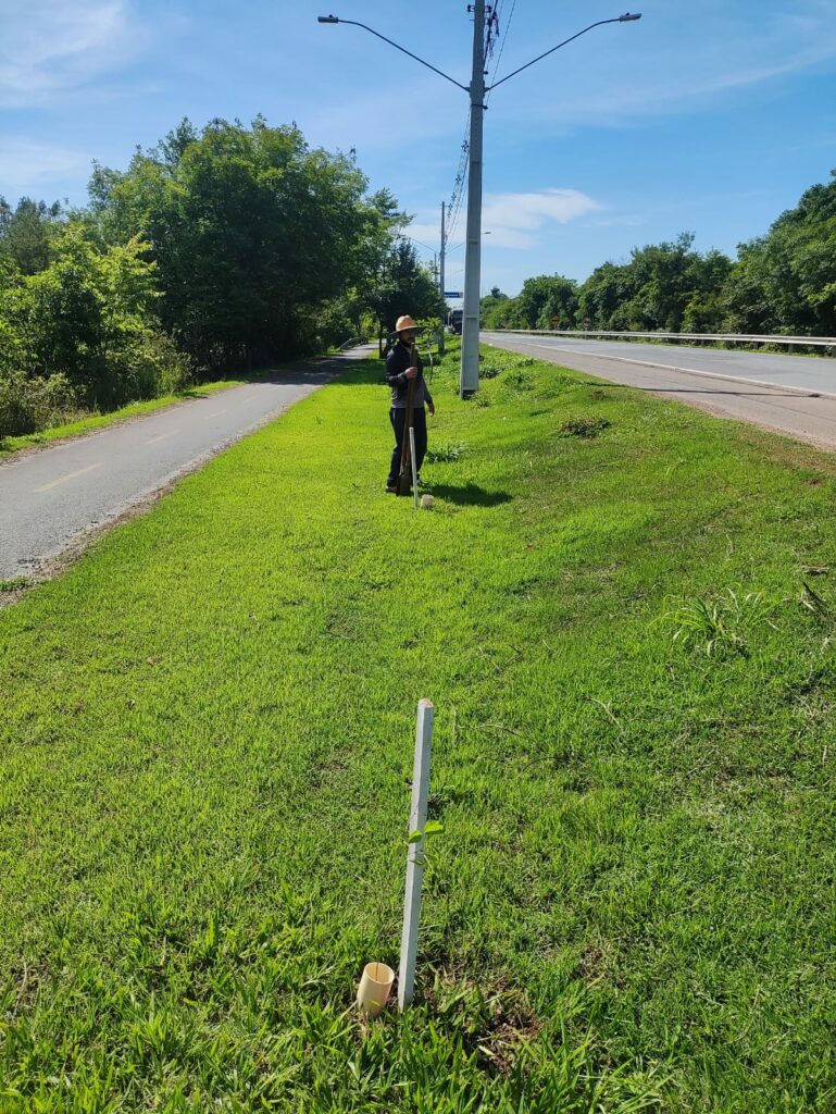 Prefeitura de Bonito realiza replantio de árvores vandalizadas no acesso ao Balneário Municipal