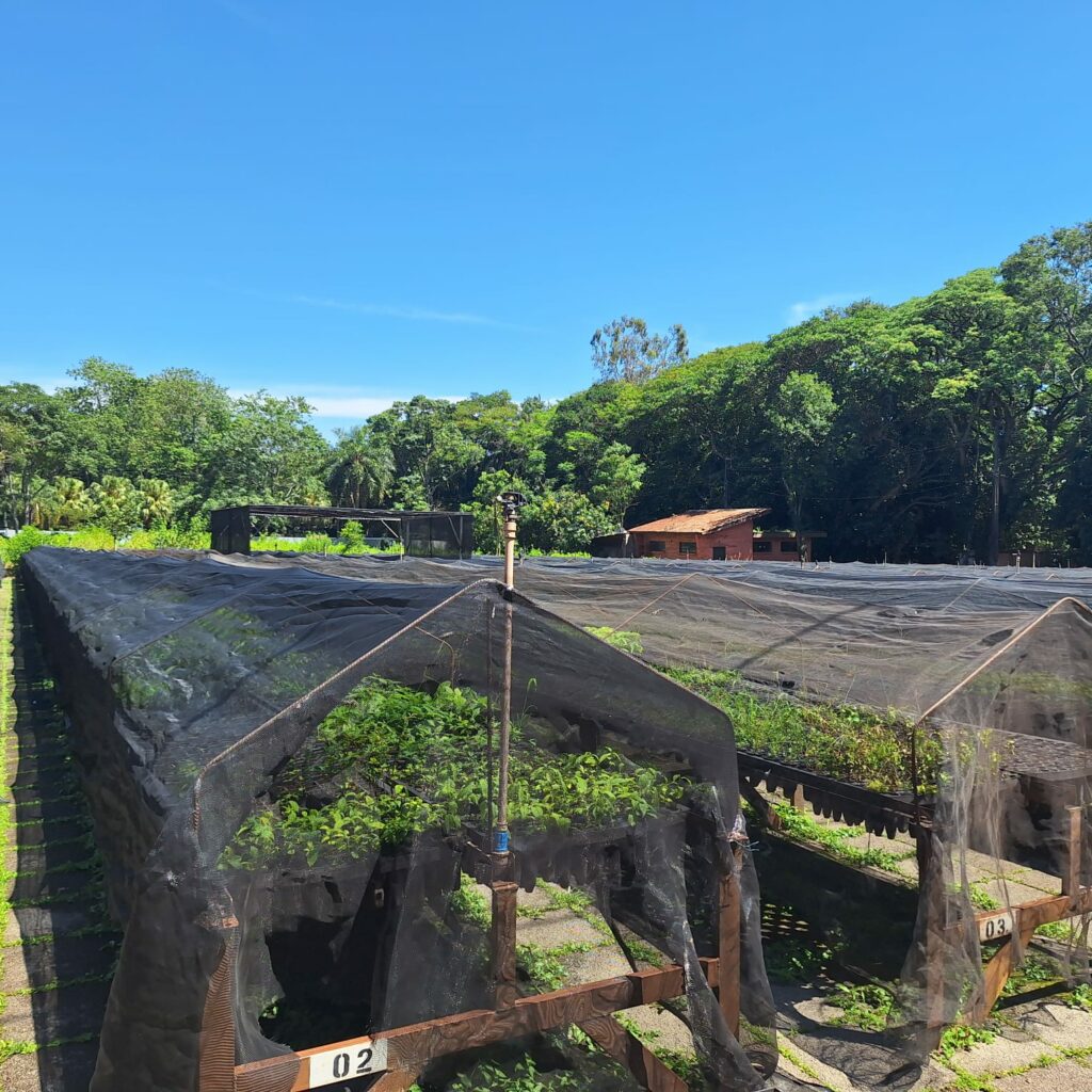 Bonito reforça ações de recuperação florestal com novas 10 mil mudas doadas pela Itaipu Binacional