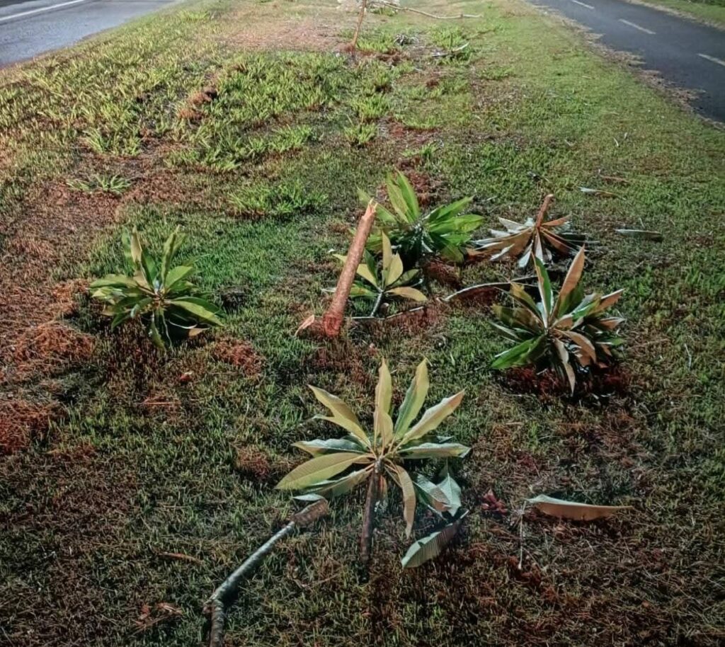 Guarda Municipal de Bonito apreende jovens após ato de vandalismo em canteiro da rodovia que liga ao Balneário Municipal