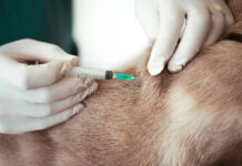 Bonito imuniza 7.597 animais e ultrapassa meta da Campanha Antirrábica