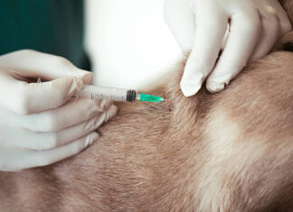 Bonito imuniza 7.597 animais e ultrapassa meta da Campanha Antirrábica Category Template 1